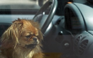 kutya autóban hagyva (Array)