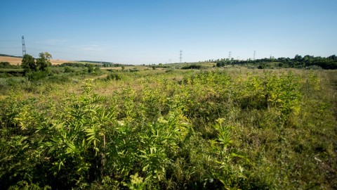 martonfai lőtér (Array)