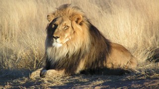 oroszlán (Array)