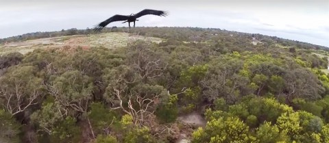 sas-dronszemmel(960x640).jpg (Array)