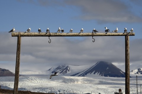svalbard spitzbergák (Array)