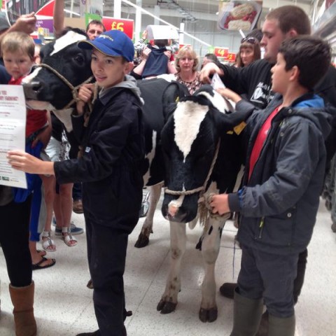 tehén a szupermarketben (Array)