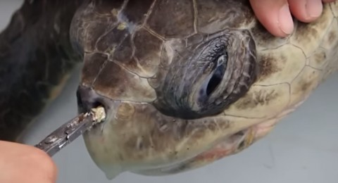 teknős orrában szemét (Array)