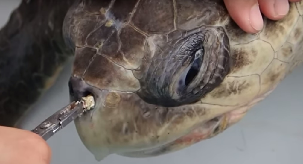 teknős orrában szemét (Array)