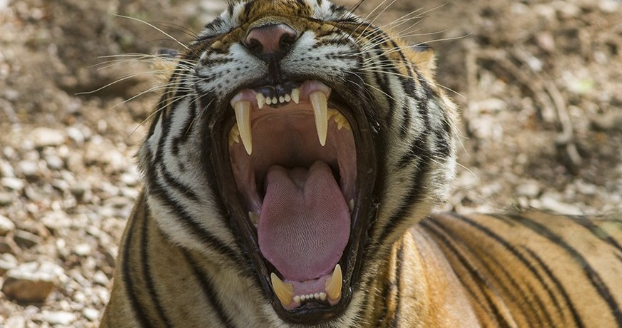 tigris(430x286).jpg (Array)