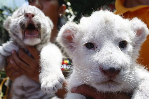 tigriskölyök (Array)