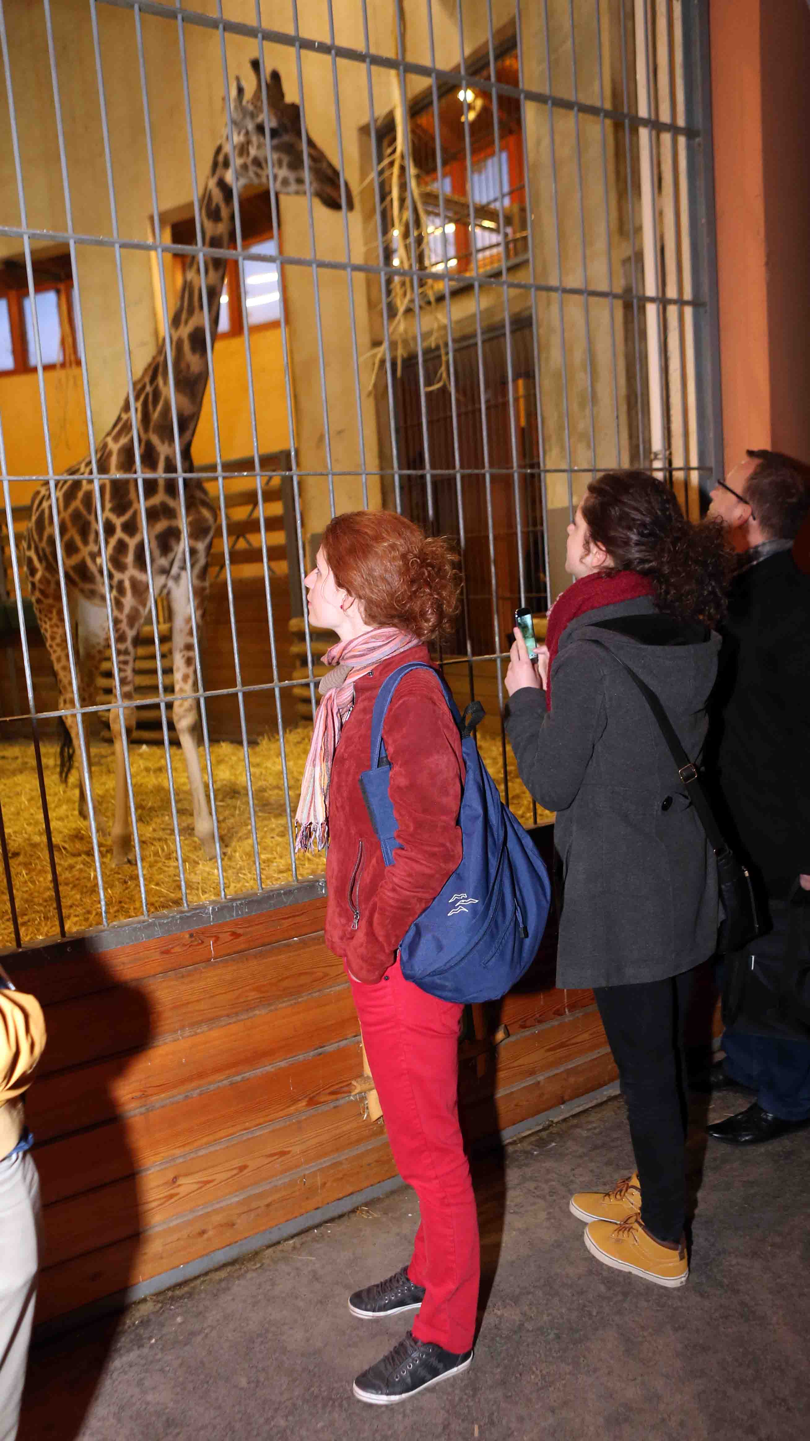 Zsiráf nézett le a látogatókra