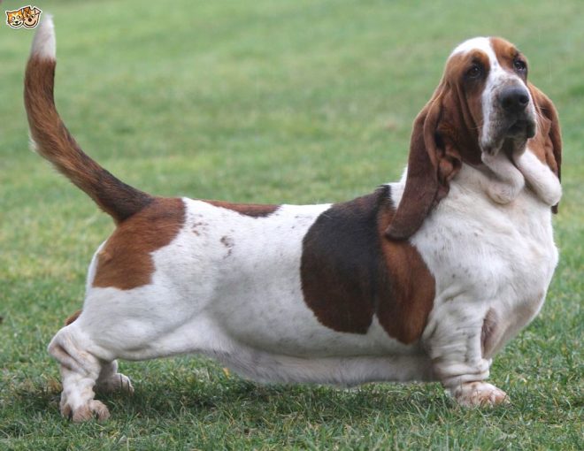 basset-hound-dog