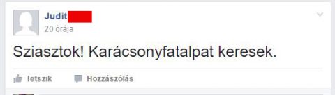 Itt a nagy karácsonyfatalp-kereső! 1 karitalp