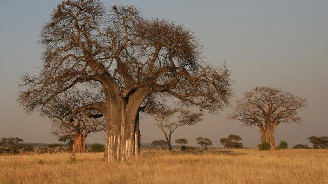 Graecopithecus freybergi | 24.hu