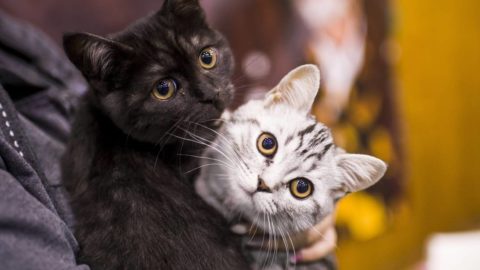 Kijárási korlátozást vezetnek be a macskákra egy ausztrál városban
