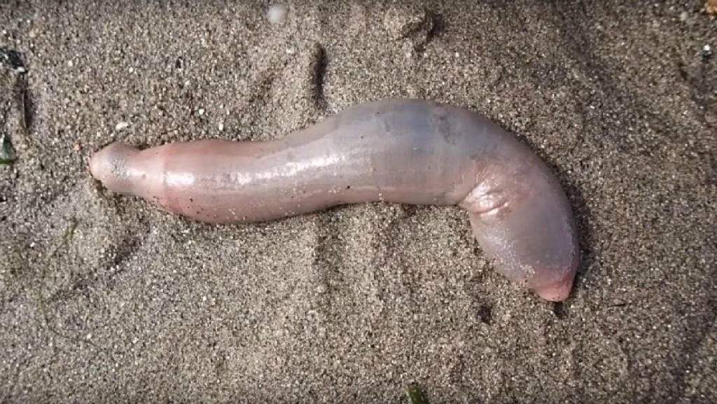 Horrorisztikus látvány: az egész partot ellepték a péniszhalak