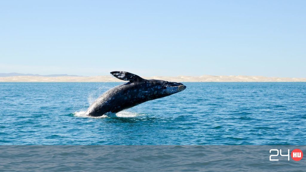 Ez okozhatja a bálnák titokzatos pusztulását | 24.hu