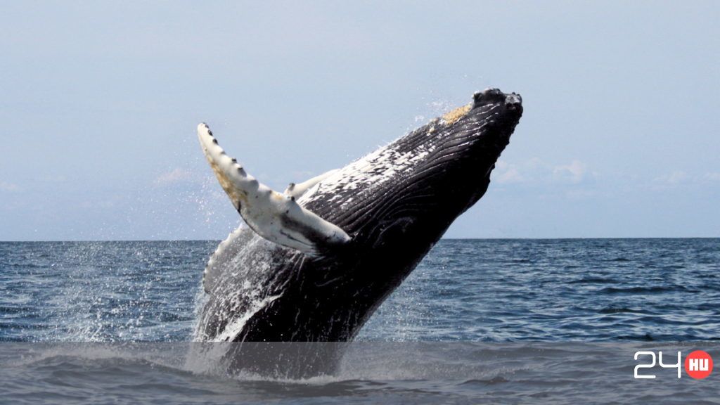 Bálna kék pénisz. Gigantikus méretű bálnapéniszt kaptak lencsevégre