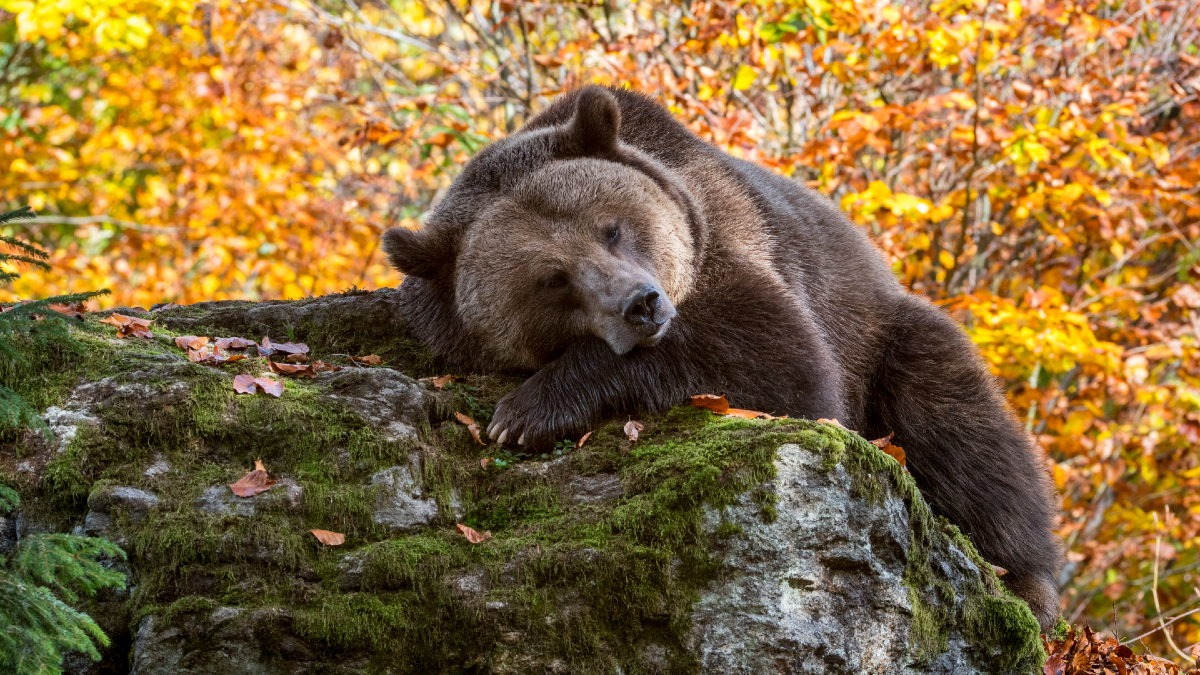 medvék lefogynak amikor hibernálnak)