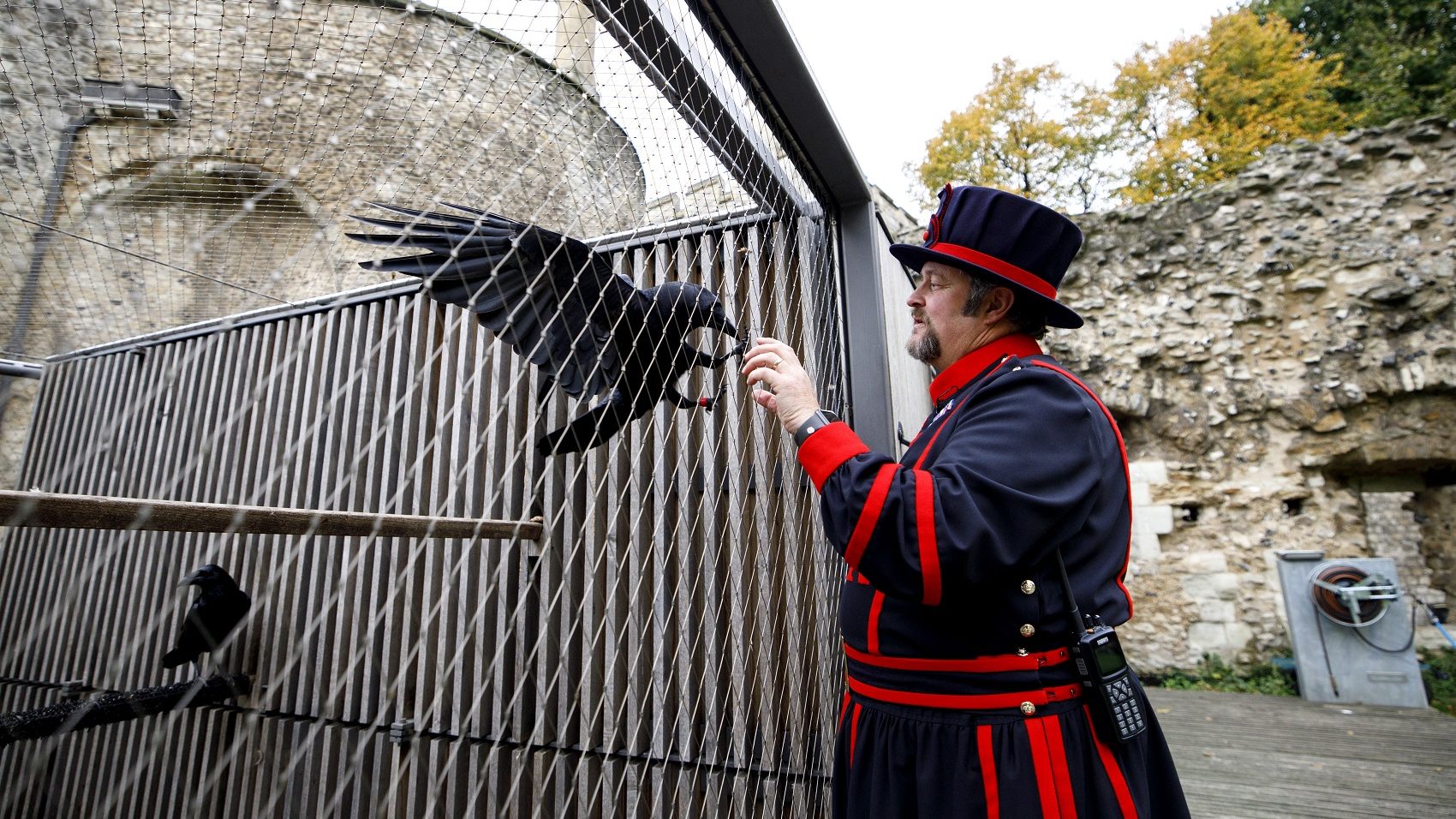 Неофициальный страж лондонского тауэра. Тауэр бифитеры вороны. Tower of London Ravens. Лондонский Тауэр черные вороны. Лондонский Тауэр бифитеры.