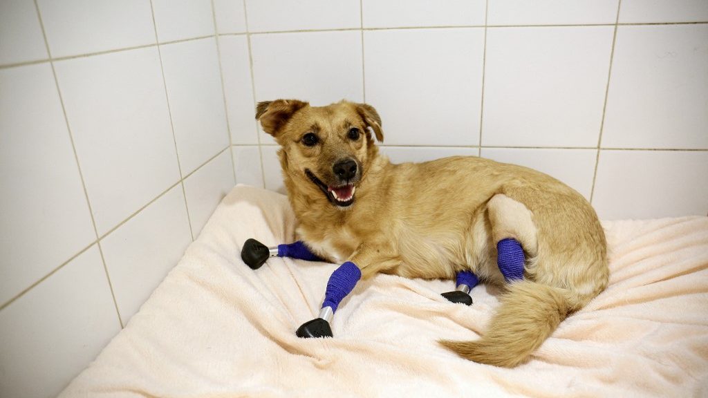 3D nyomtató segítségével kapott új tappancsokat a megcsonkított orosz kutya