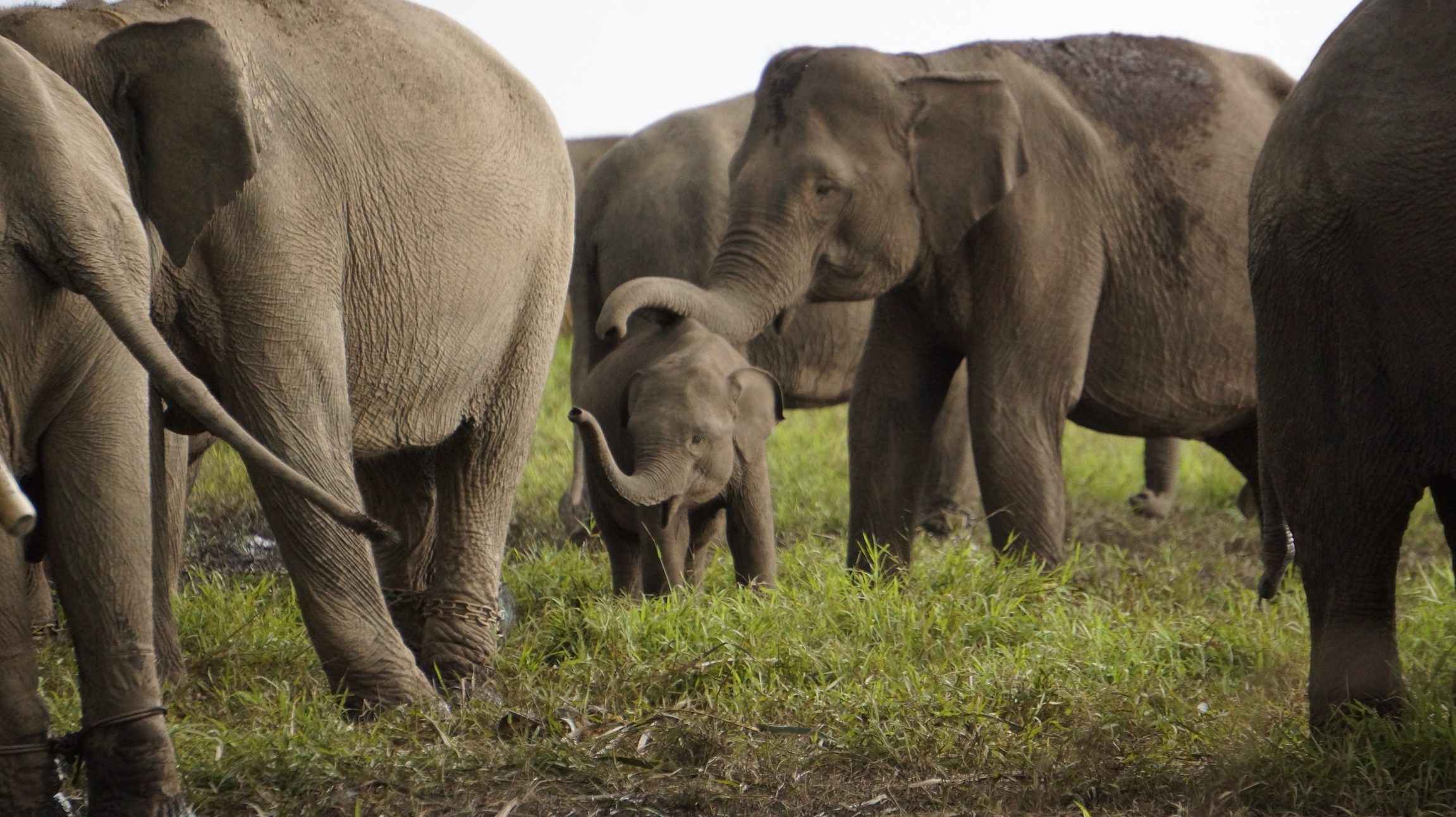 Fél ormányát elvesztette a csapdába esett elefántborjú