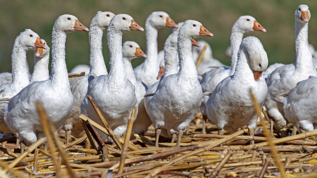 Madárinfluenza miatt kell pusztulni a kacsáknak, ludaknak a Kiskunságban