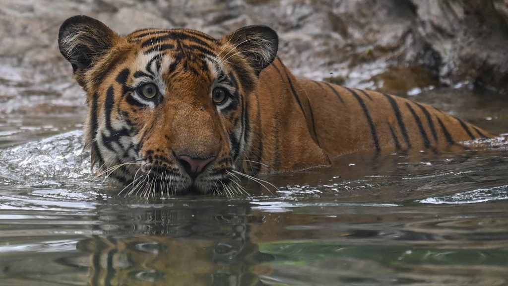 Rekordszámú tigris pusztult el Indiában