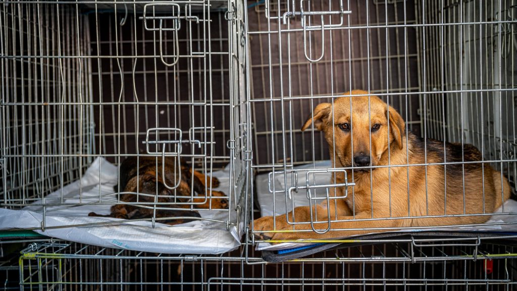 Több esélye lesz a túlélésre a kóbor kutyáknak Magyarországon