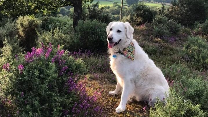 Több tízezren követtek egy kutyát az Instagramon, miután szerepelt egy tv-showban