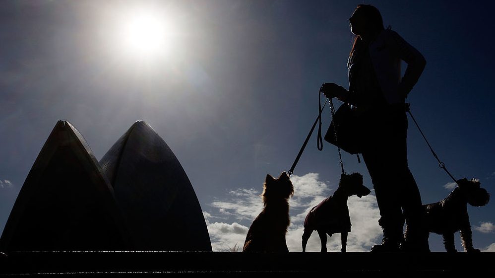 Horribilis összeget fizet a Sydney-i Operaház egy tucat kutyának, hogy elijesszék a környékről a sirályokat