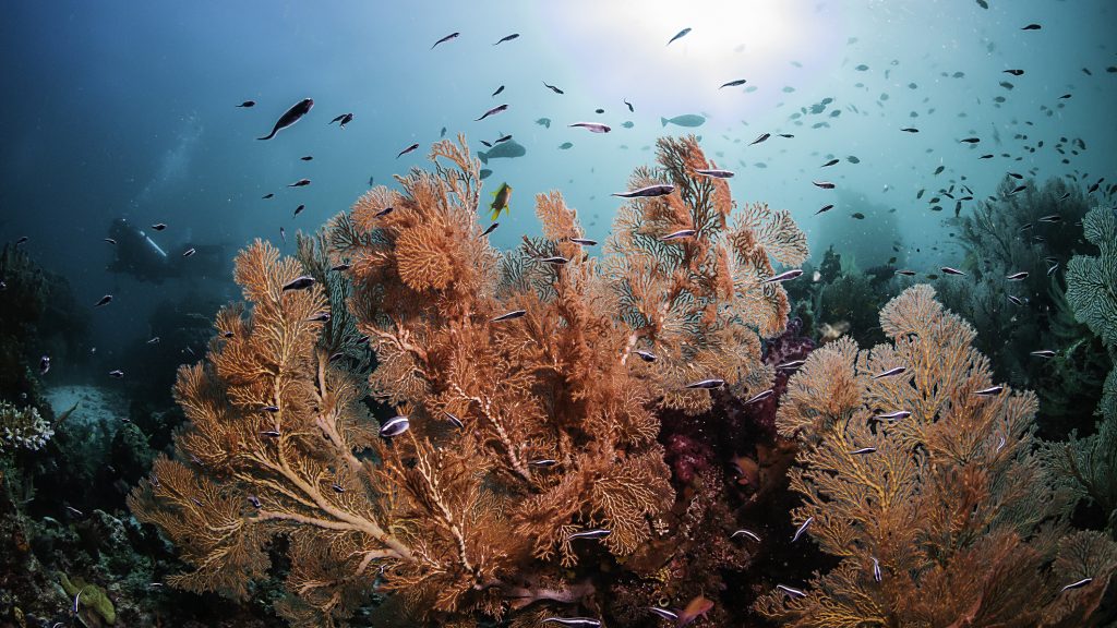 Lehallgatták a korallokat Indonéziában