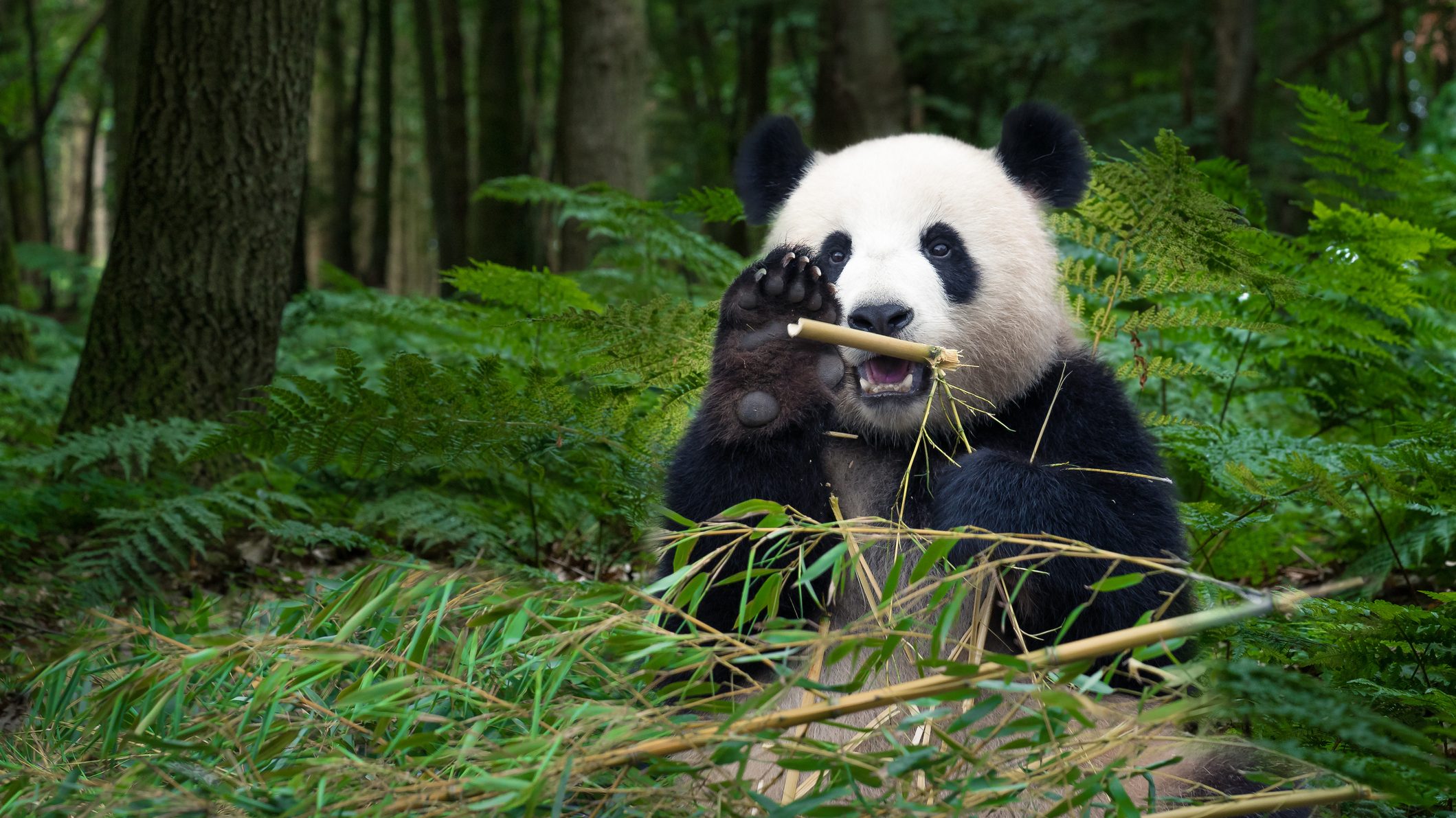 Egy panda százezer éves csontjára bukkantak