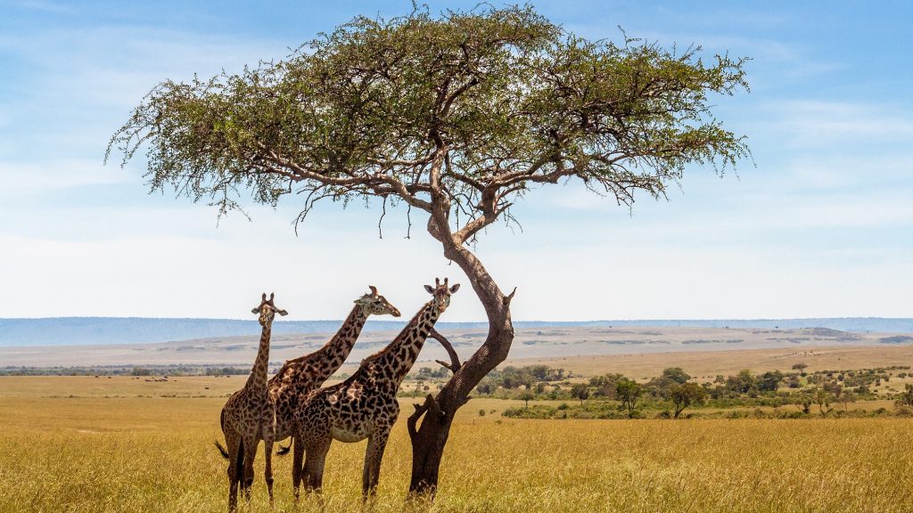 Szárazság miatt pusztulnak a kenyai zsiráfok