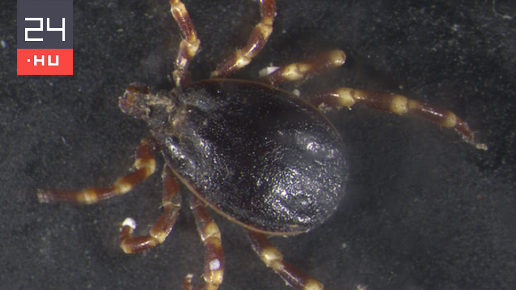 Another foreign tick was found in Hungary