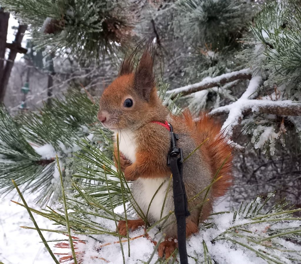 Először látott havat Lily, a Budakeszi Vadaspark mókusa