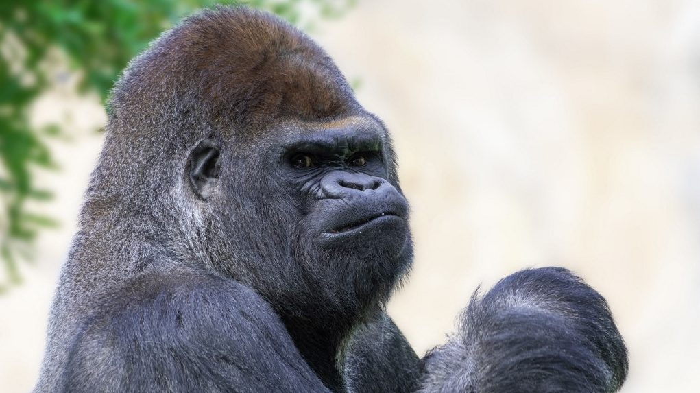 Elpusztult a világ legidősebb hím gorillája