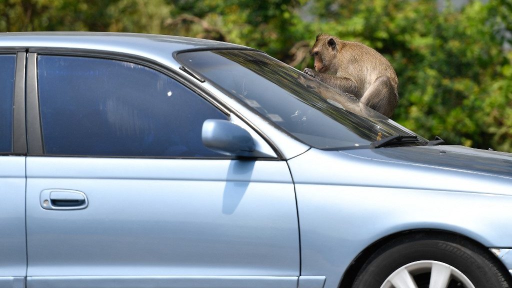 Autóbaleset után elcsatangolt majmokat keres az amerikai rendőrség
