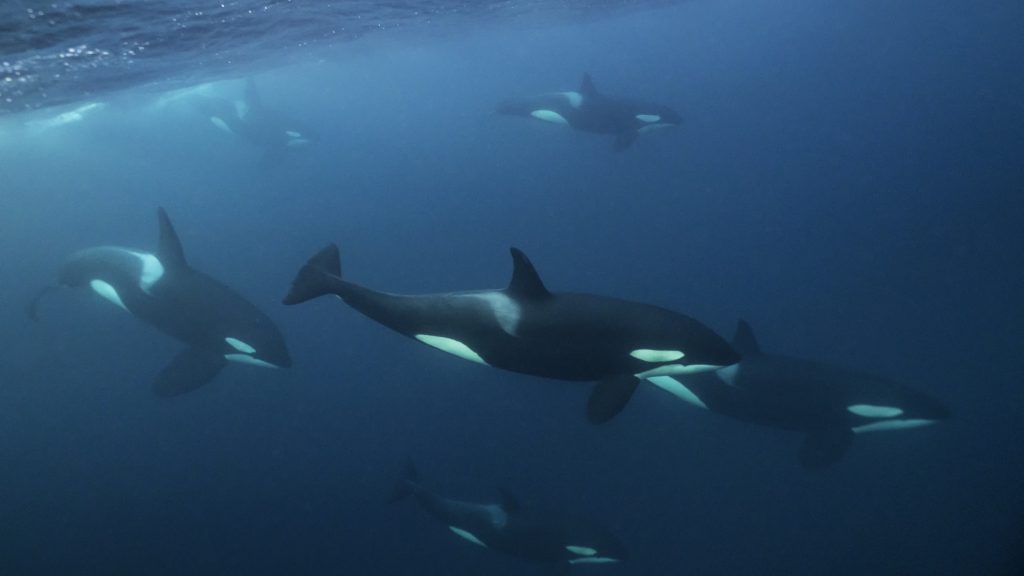 Videón, ahogy kardszárnyú delfinek szabadítanak ki egy hosszúszárnyú bálnát