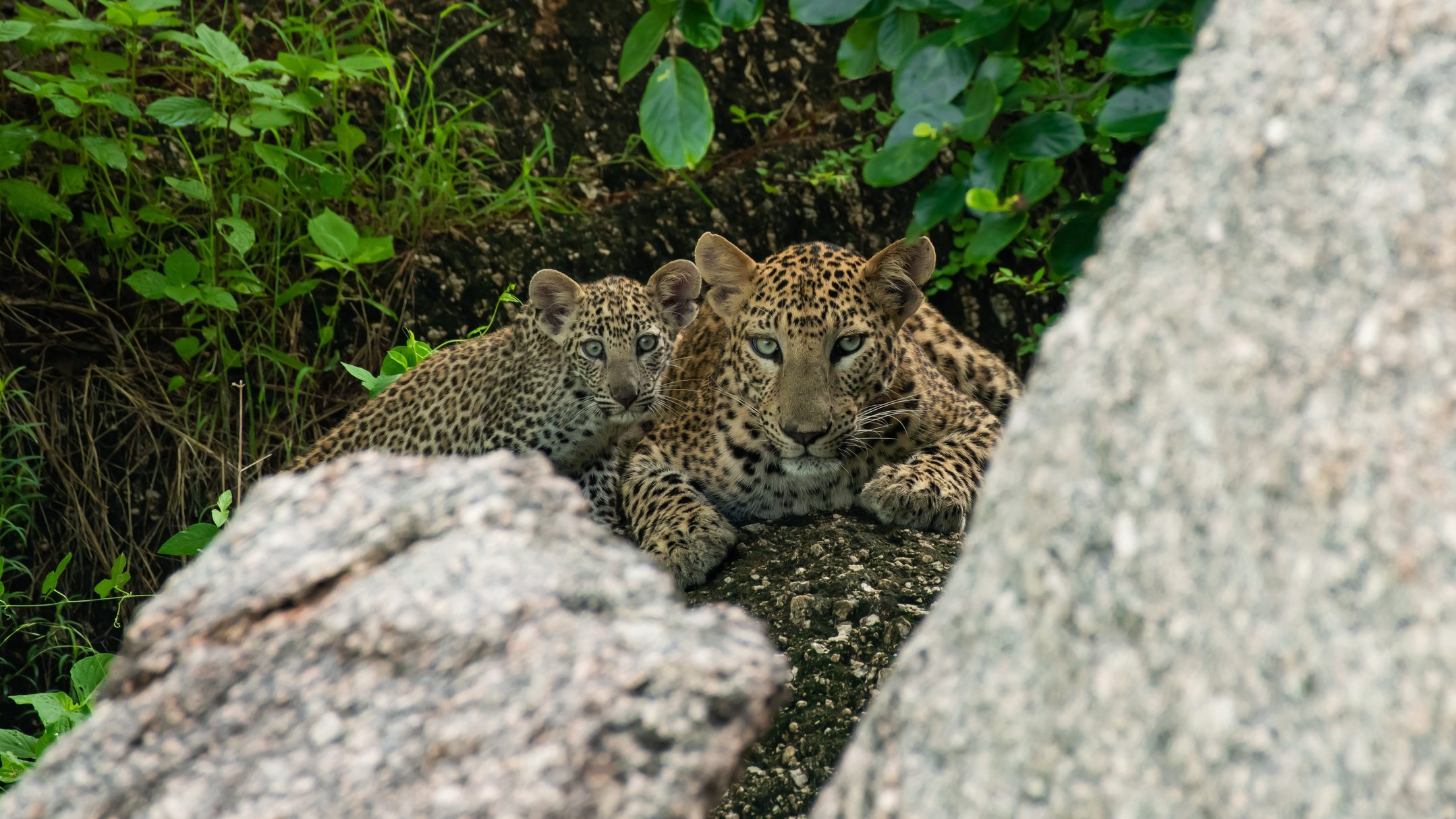 Covidos leopárdot találtak a természetben
