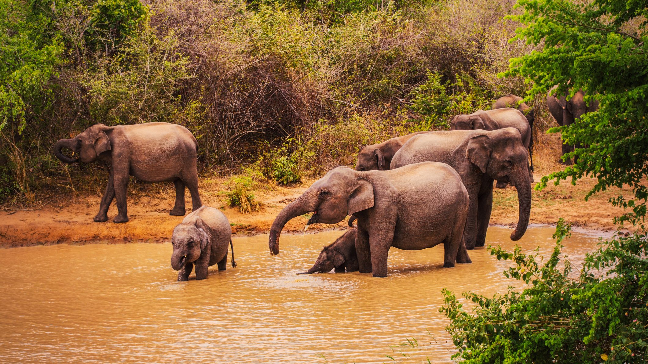 Műanyag miatt pusztulnak a Srí Lanka-i elefántok