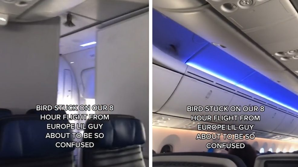 Egy nyolcórás repülőút potyautasa lett egy madár: nem viselte túl jól a dolgot ? videó