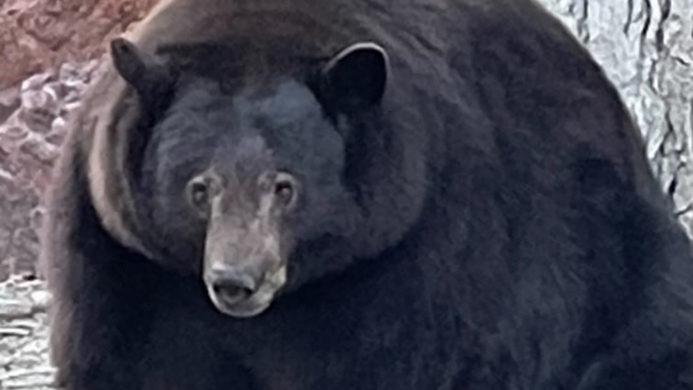 Már 28 házba tört be a 200 kilós, éhes fekete medve
