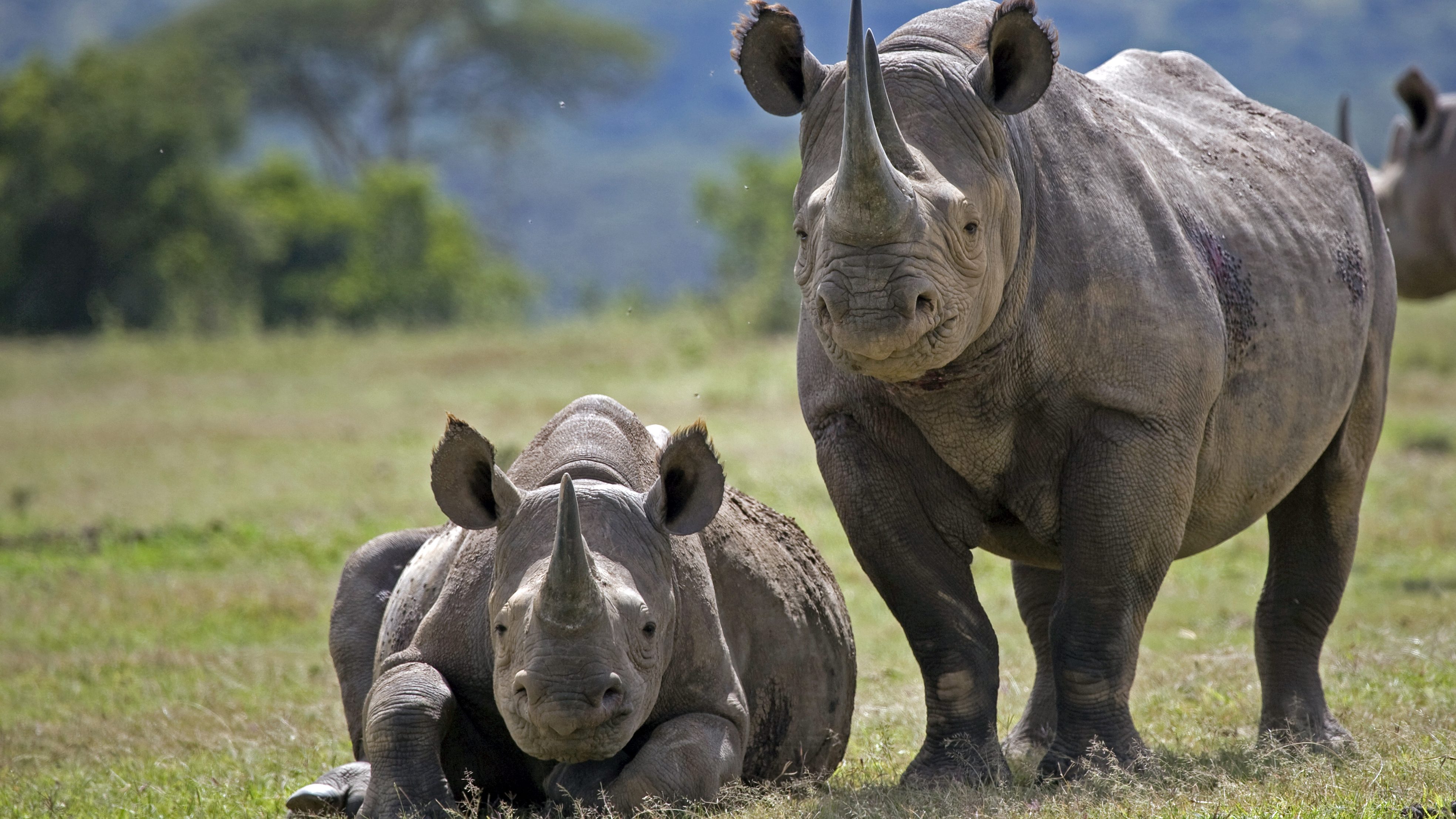 Как называют носорога. Западный Африканский носорог. Западноафриканский черный носорог. Камерунский черный носорог вымерший. Черный носорог носорог.