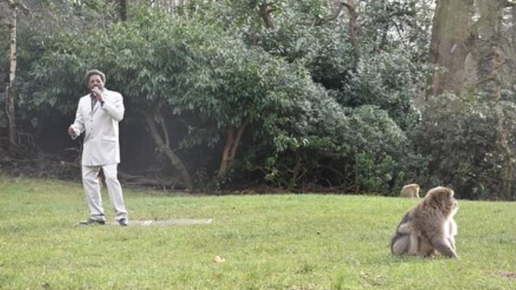 Marvin Gaye-imitátorral ösztönzik párzásra a majmokat egy brit állatkertben