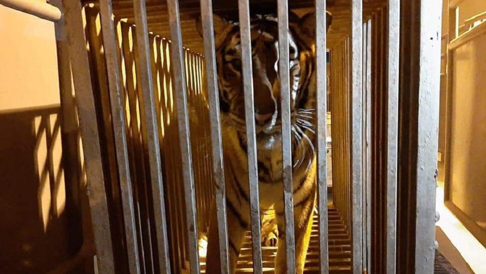 Hat oroszlánt, hat tigrist, két karakált és egy afrikai vadkutyát menekítettek ki Ukrajnából