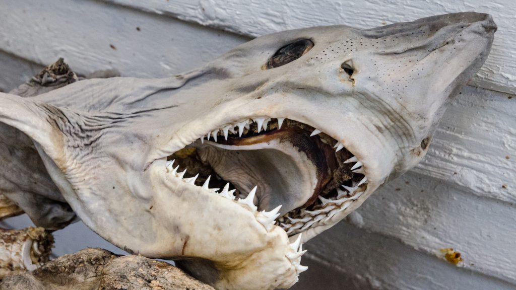 Horrorfilmbe illő ez az elhagyatott akvárium
