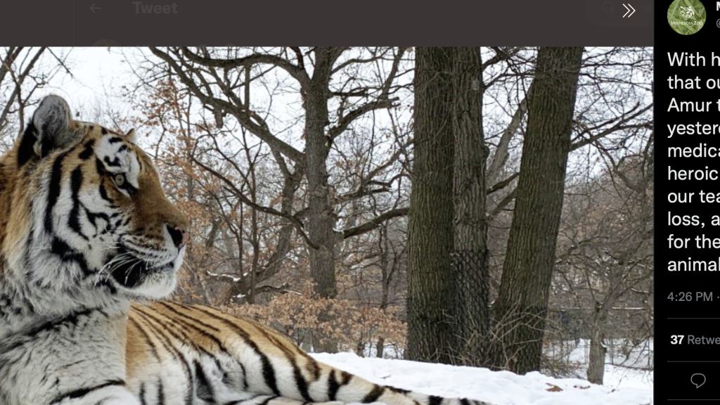 Meghalt Putyin, a minnesotai álltatkert tigrise