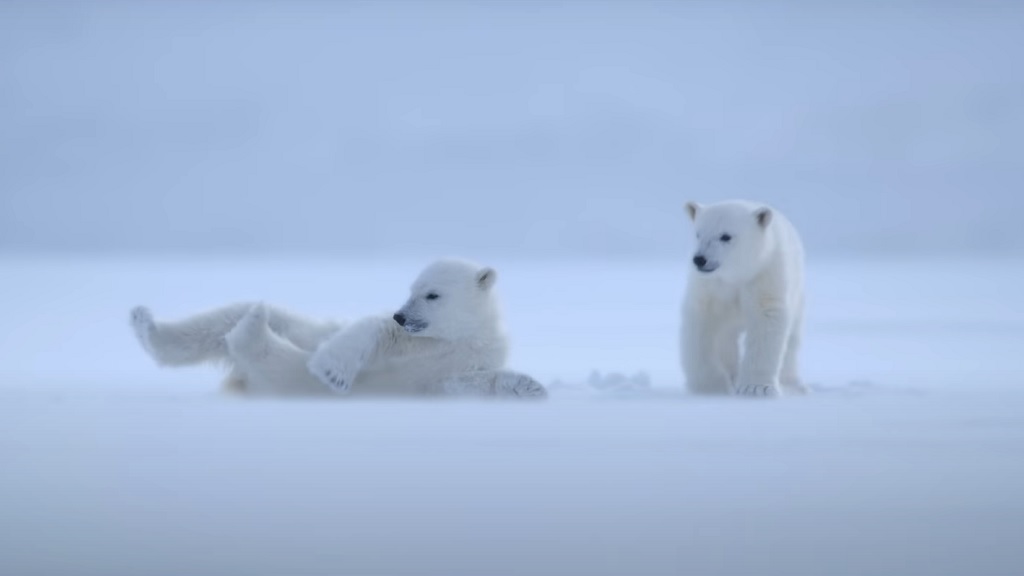 Lélegzetelállító filmet készített a Disney a jegesmedvék életéről