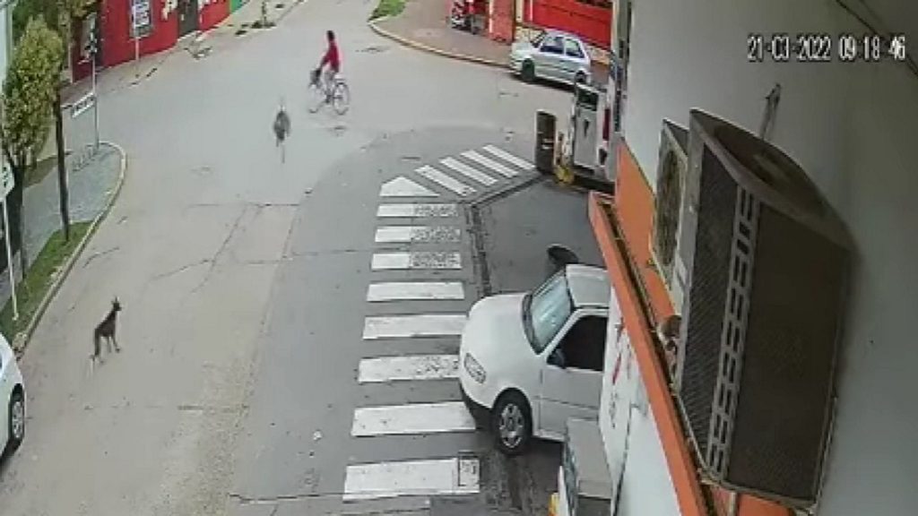 Videón egy bizarr baleset: nandu ütközött kerékpárossal