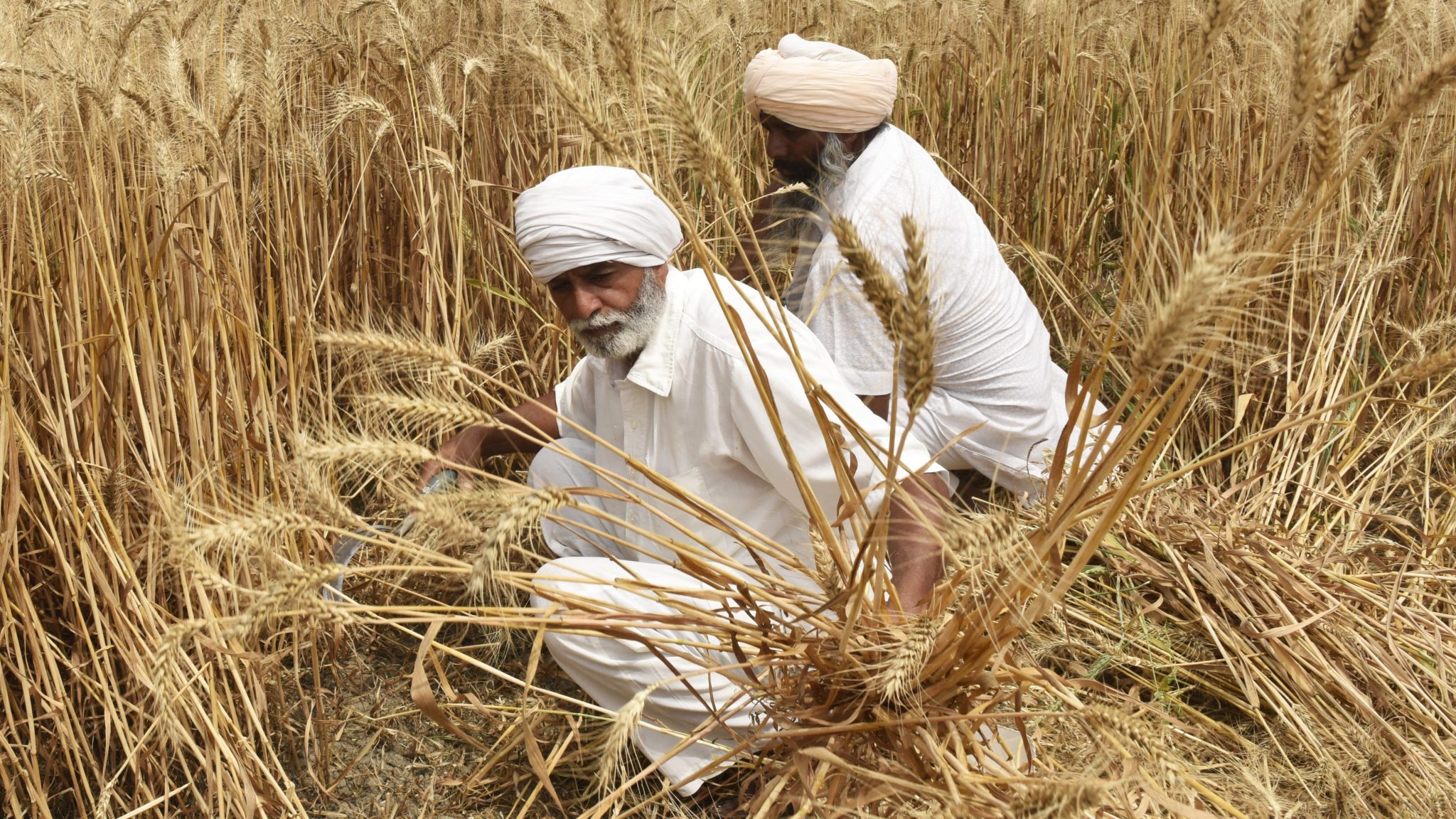 In northern india they harvest their wheat. Сельскохозяйство Индии. Индия пшеница. Индия зерновые культуры. Сбор пшеницы.