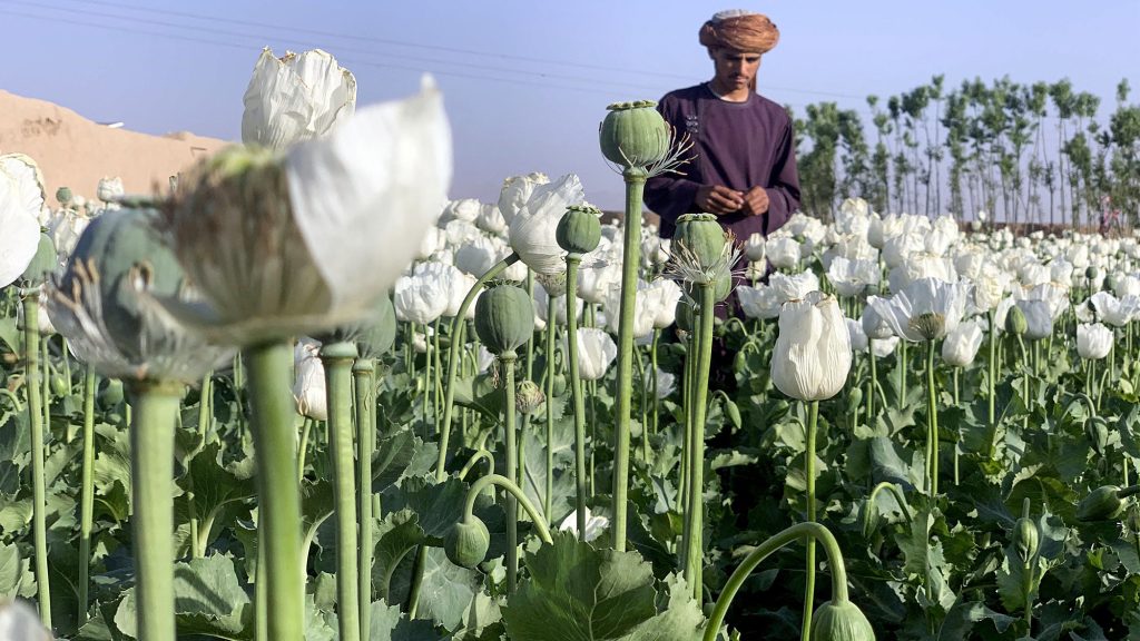 A zöldenergia nehezíti a tálibok ópium elleni harcát Afganisztánban
