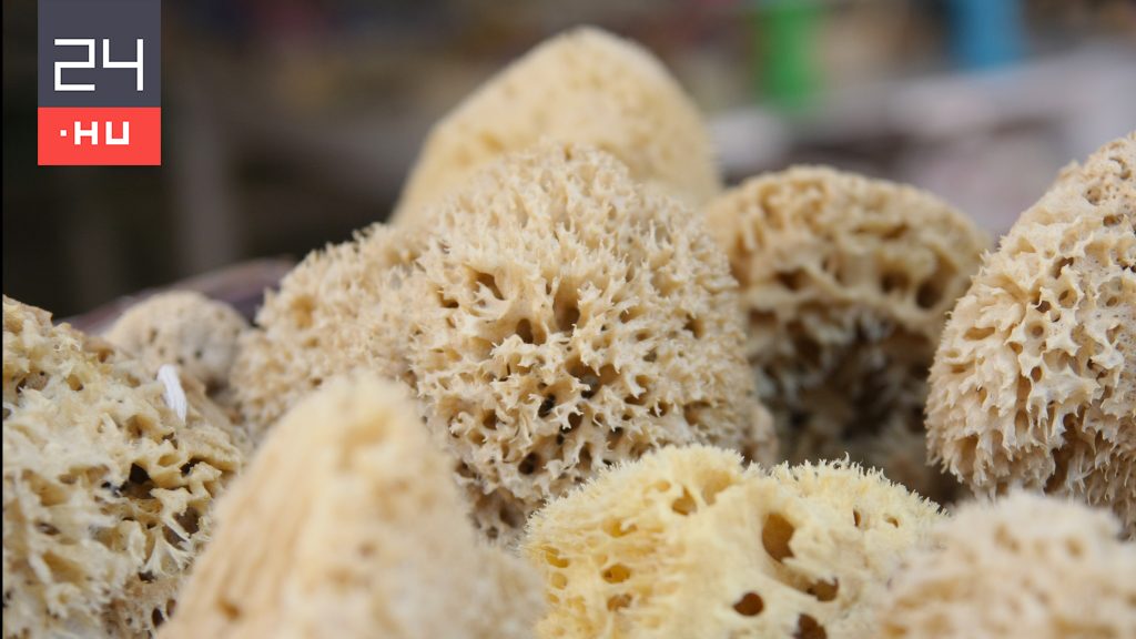 Tens of millions of sea sponges die