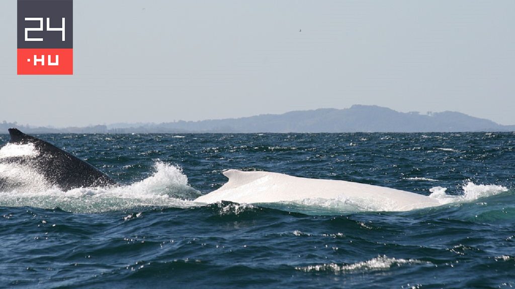 What could happen to the legendary white whale in Australia?
